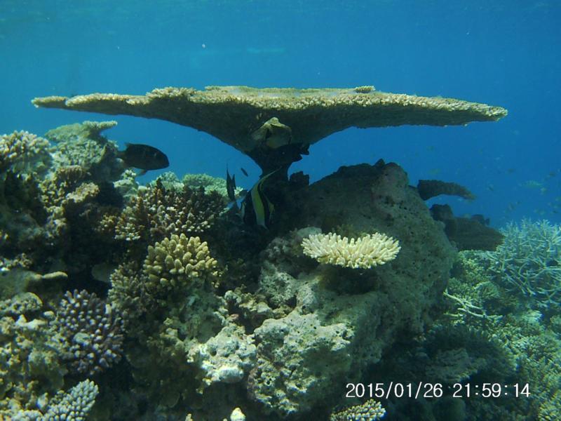 Banana Reef