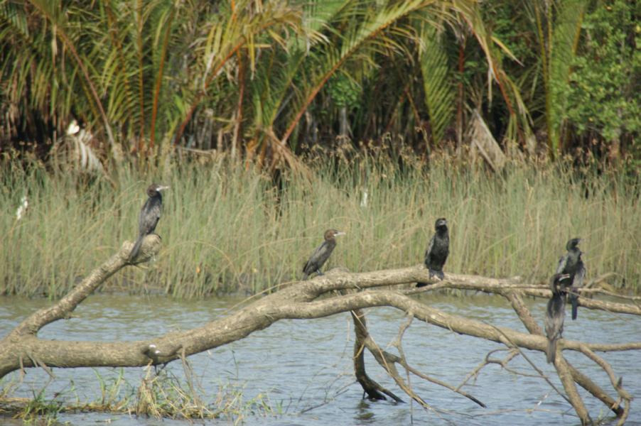 Rekawa Lagune