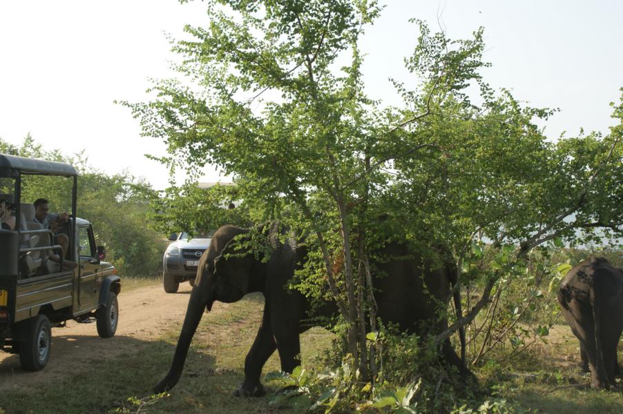 Uda Walawe National Park