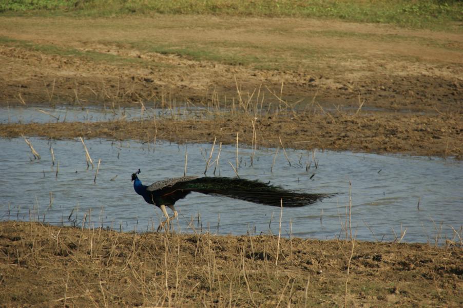 Uda Walawe National Park