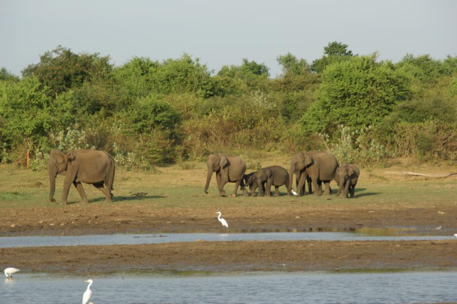 Uda Walawe National Park