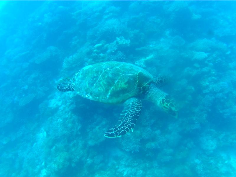 Wasserschildkröte