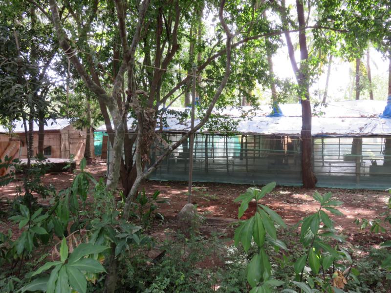 Himalayan Iyengar Yoga Center