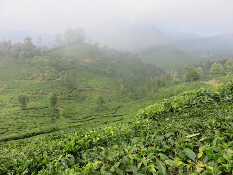 Teelandschaft bei Munnar