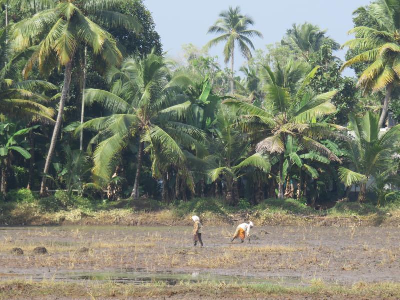Kerala Backwaters