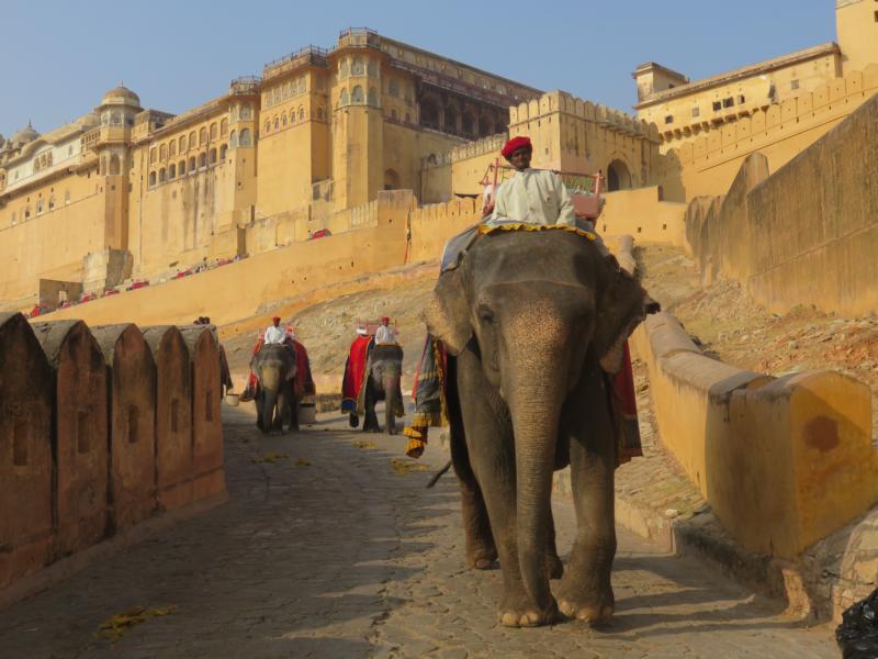 Fort Amber in Jaipur