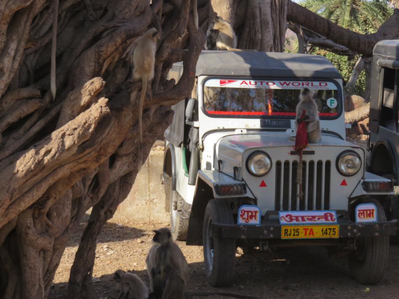 Jeep Safari im Ranthambore National Park