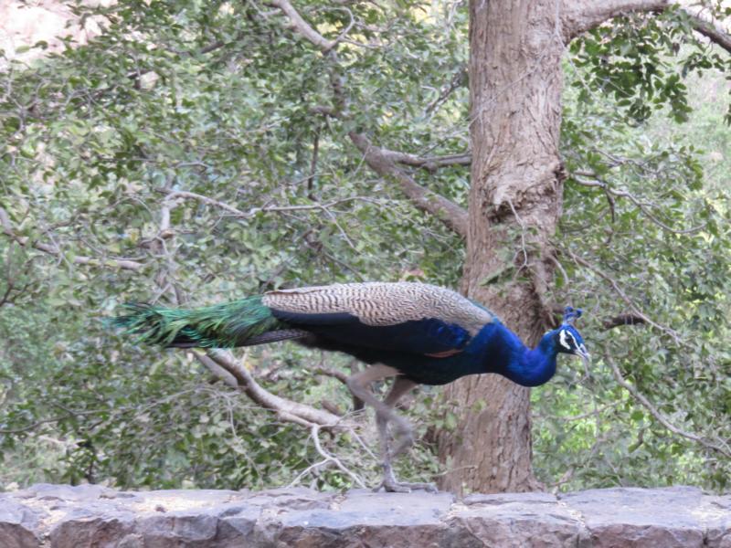 Ranthambore National Park