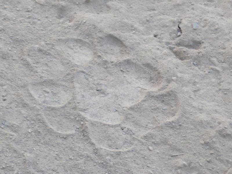 Have you seen the tiger?