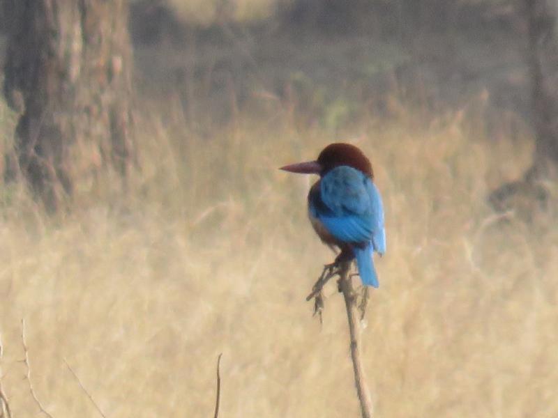 Kingfisher