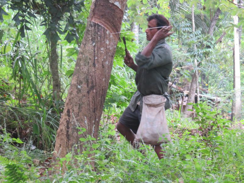 Kamal beim "Rubber Tapping"